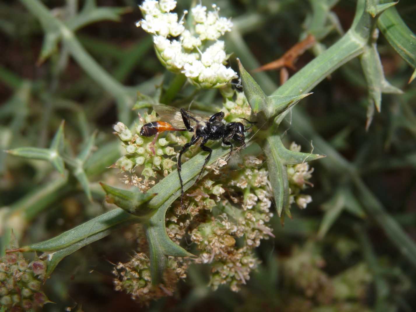 Apidae Andreninae morti